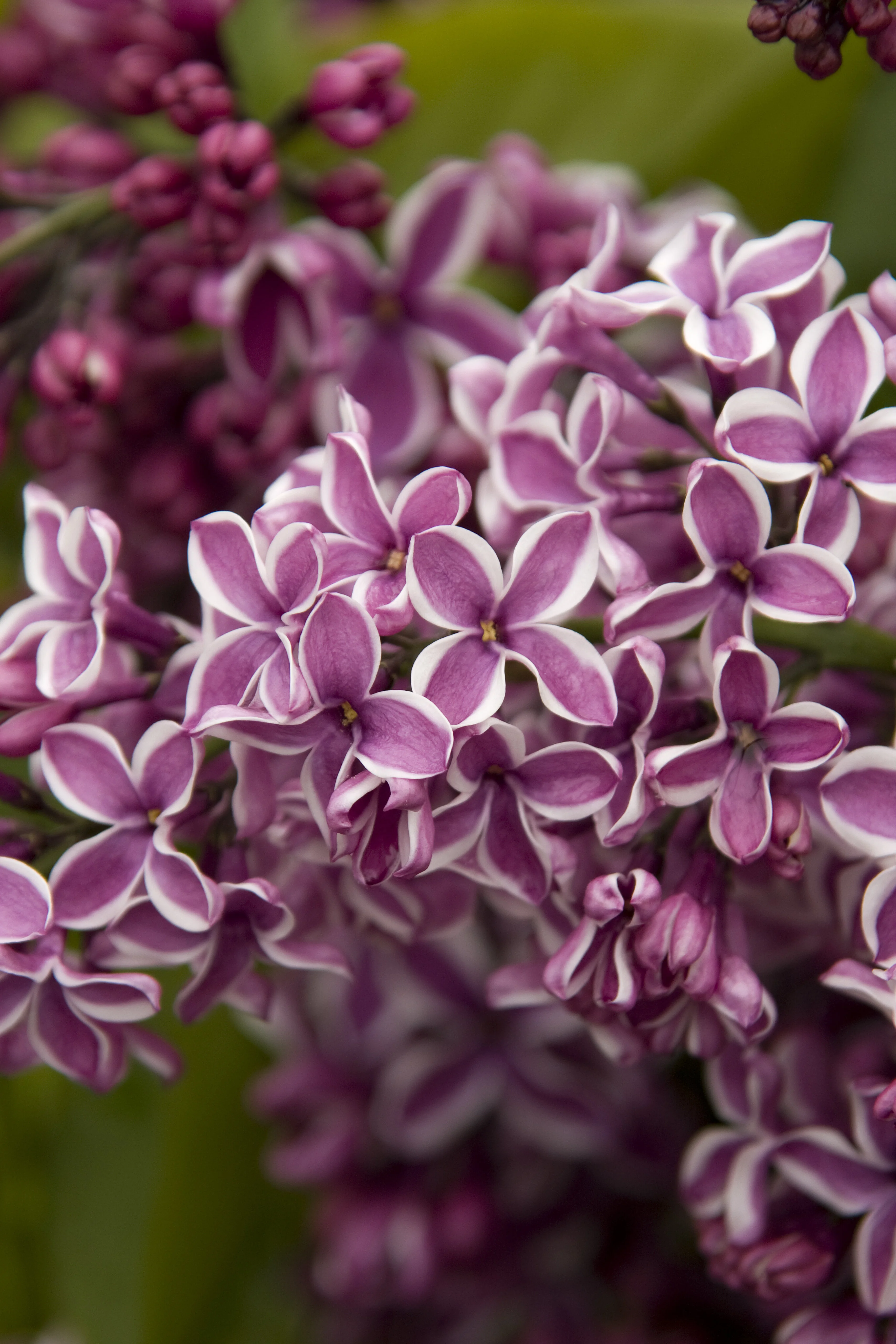 Sensation Lilac 2 Sensation Lilac