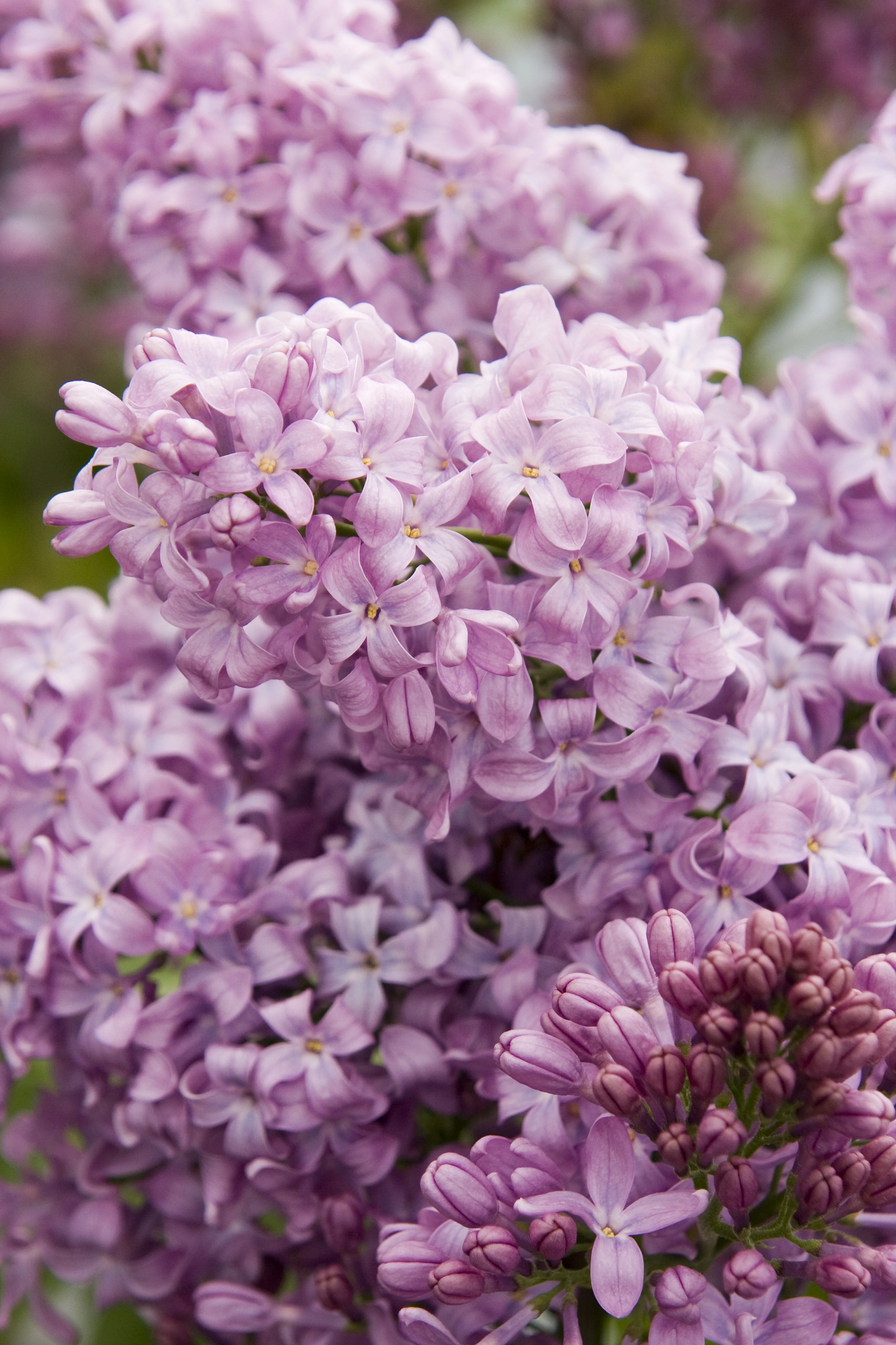 Lavender Lady Lilac 1 Lavender Lady Lilac