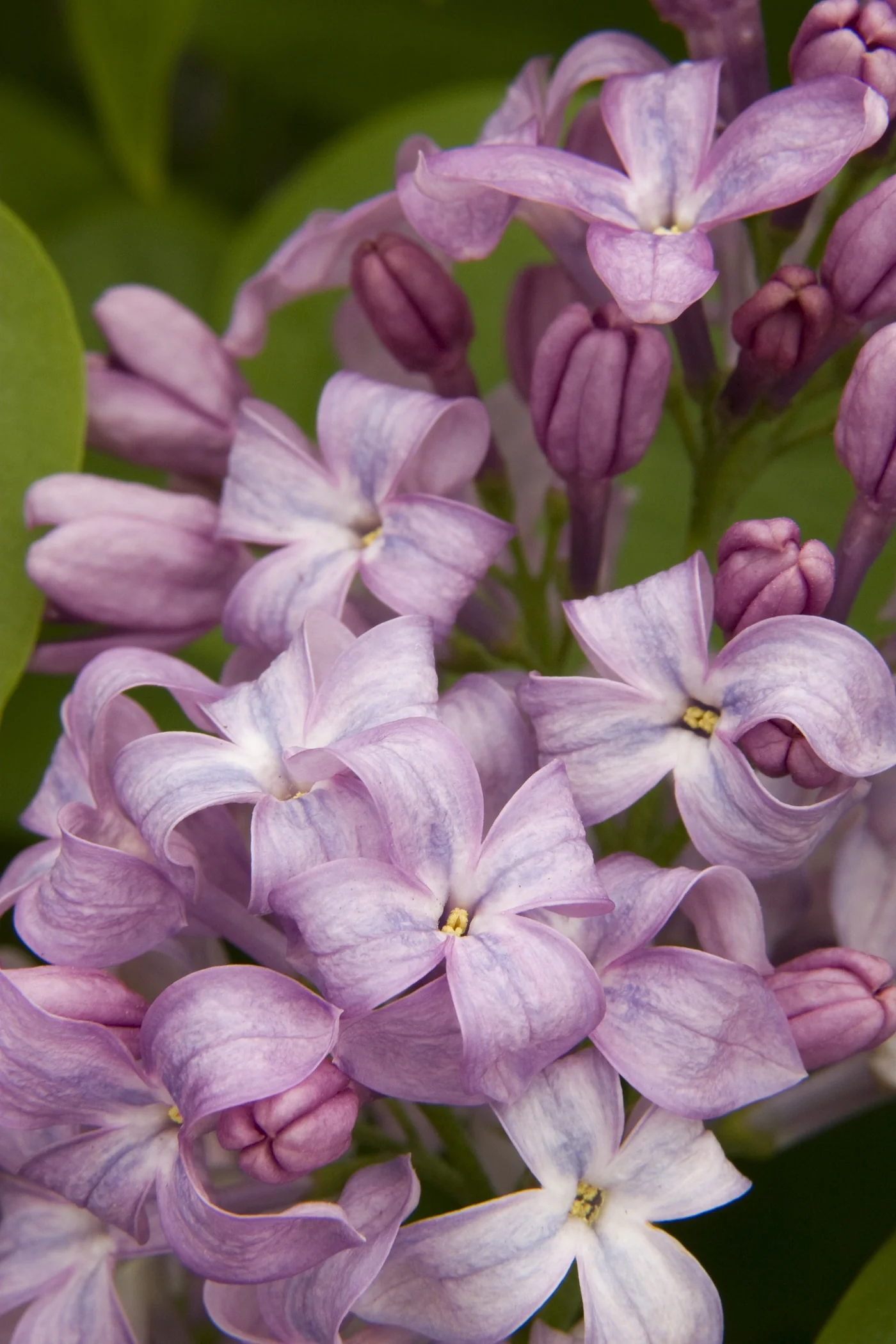 Lavender Lady Lilac 2 Lavender Lady Lilac