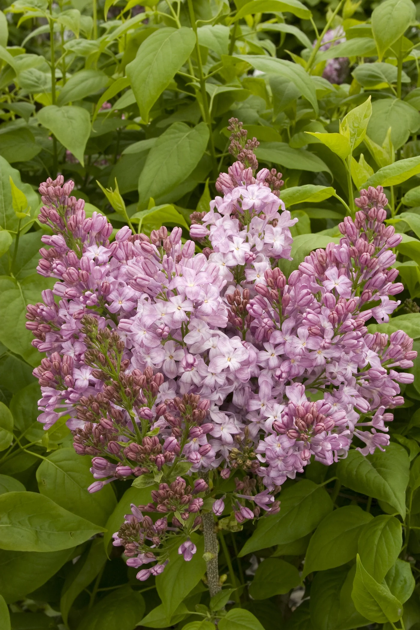 Lavender Lady Lilac 3 Lavender Lady Lilac