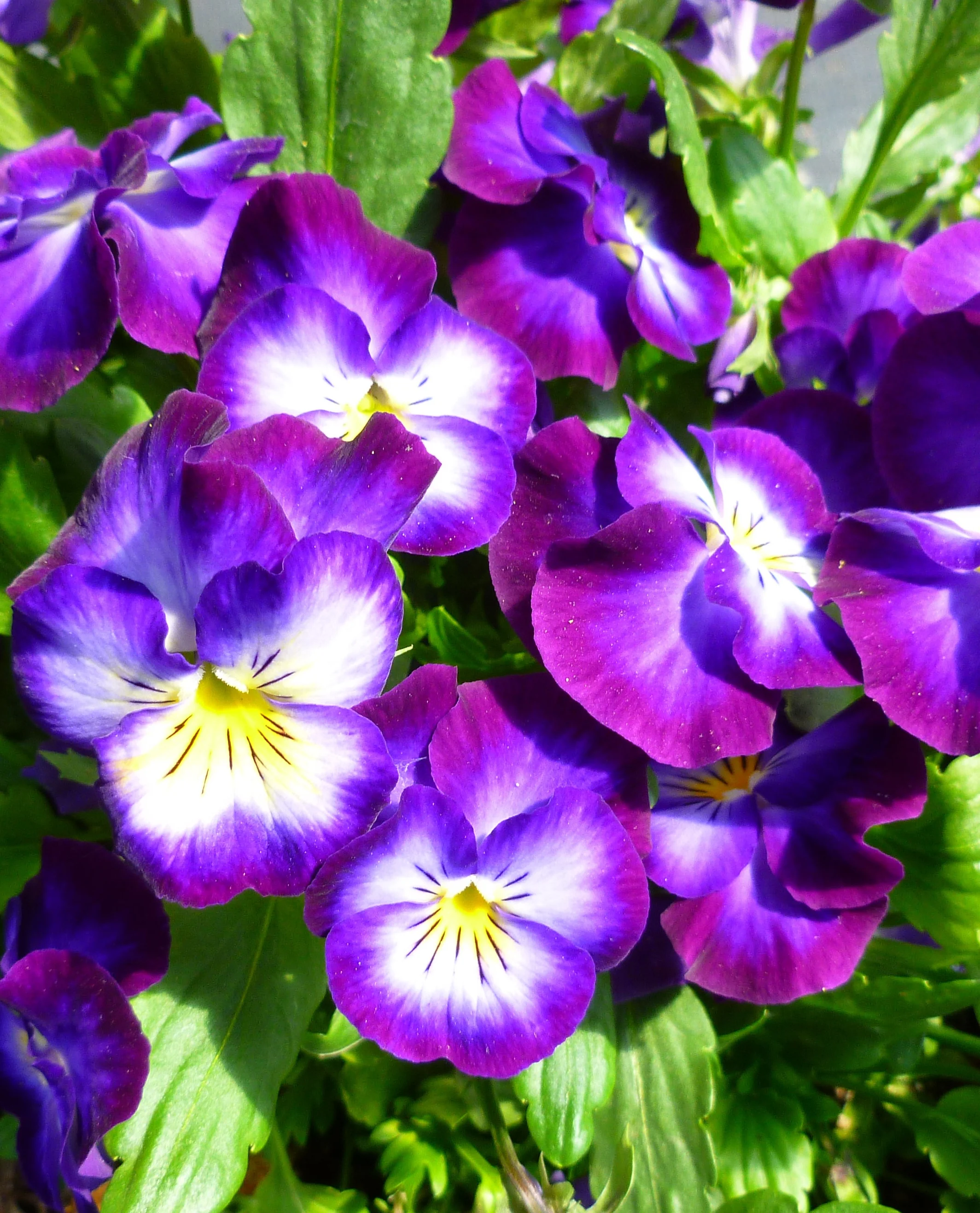 Halo Violet Perennial Violet 4 Halo Violet Perennial Violet