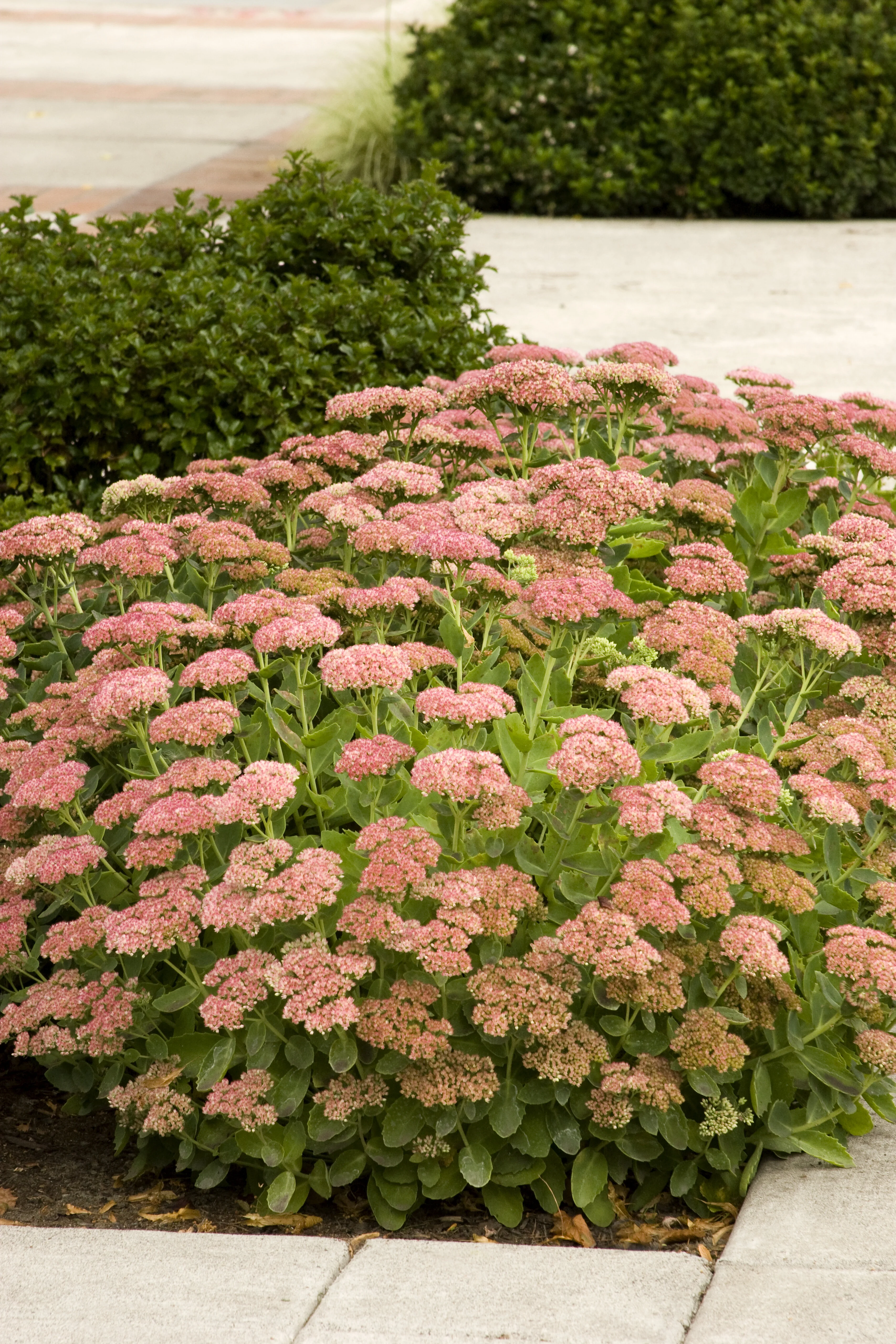 Autumn Joy Sedum 1 Autumn Joy Sedum