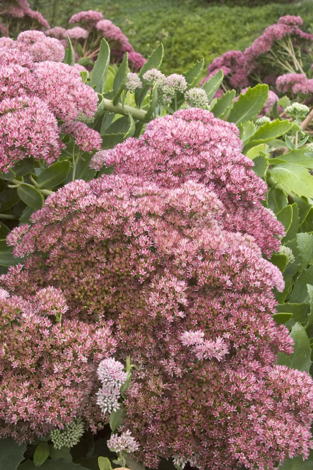 Autumn Joy Sedum 2 Autumn Joy Sedum