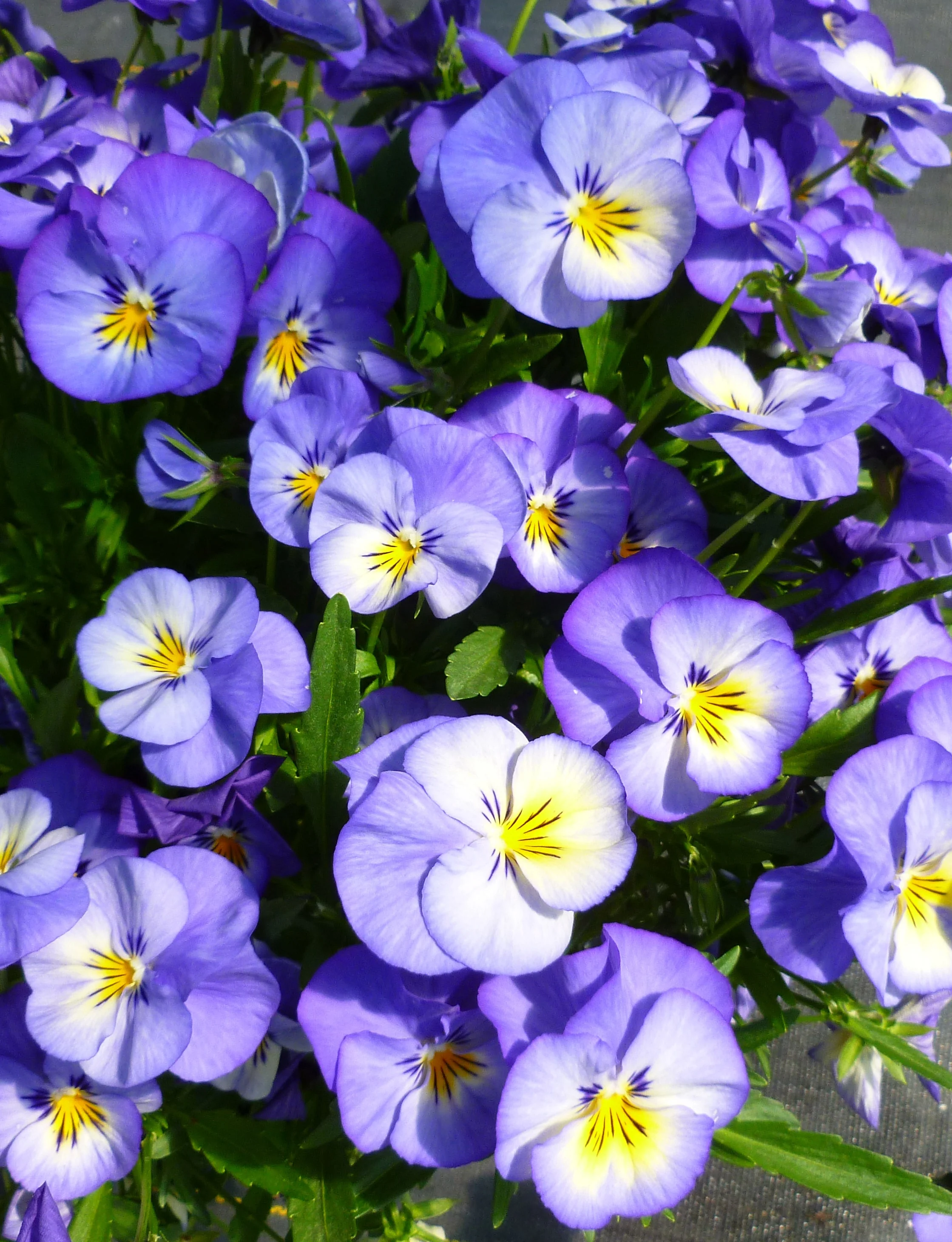 Halo Sky Blue Perennial Violet
