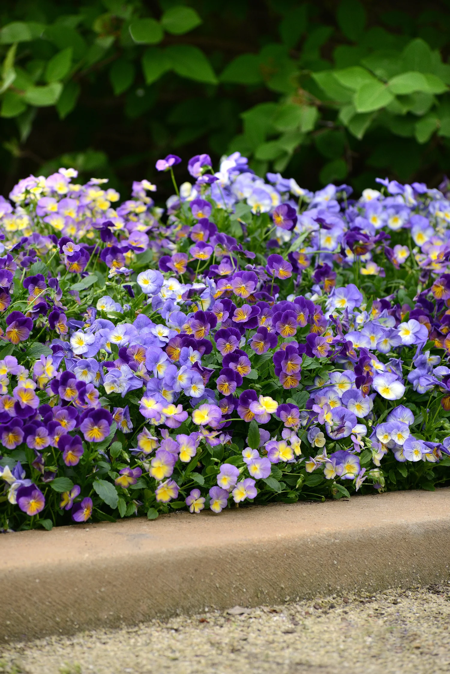 Halo Sky Blue Perennial Violet 2 Halo Sky Blue Perennial Violet