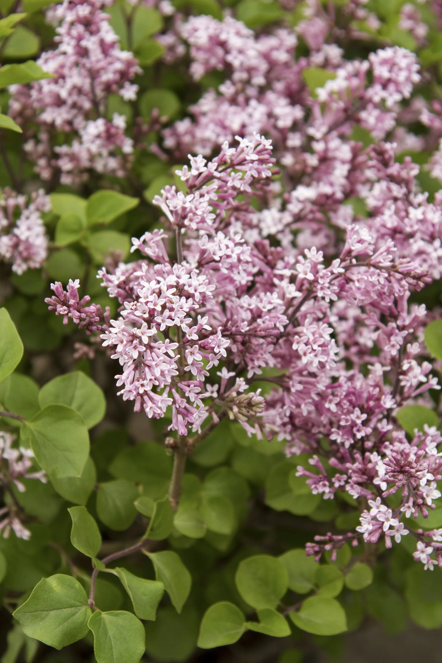 Korean Lilac 2 Korean Lilac