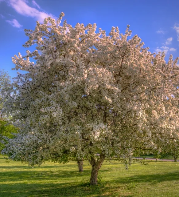 Snowdrift Flowering Crabapple