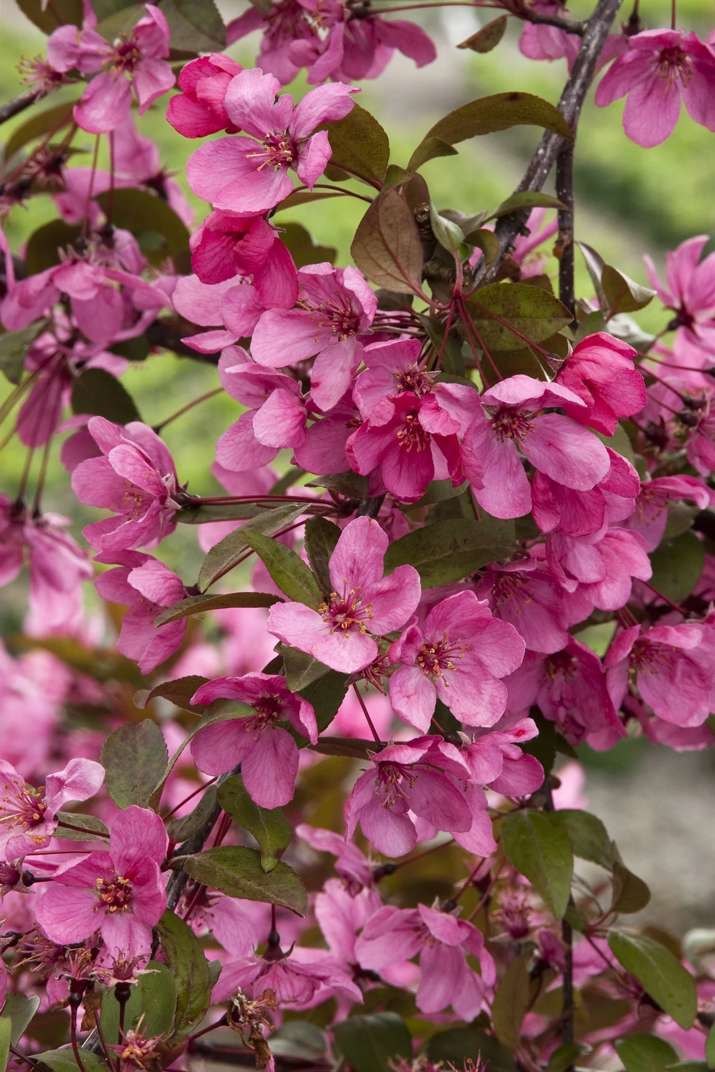 Prairifire Crabapple 11 Prairifire Crabapple