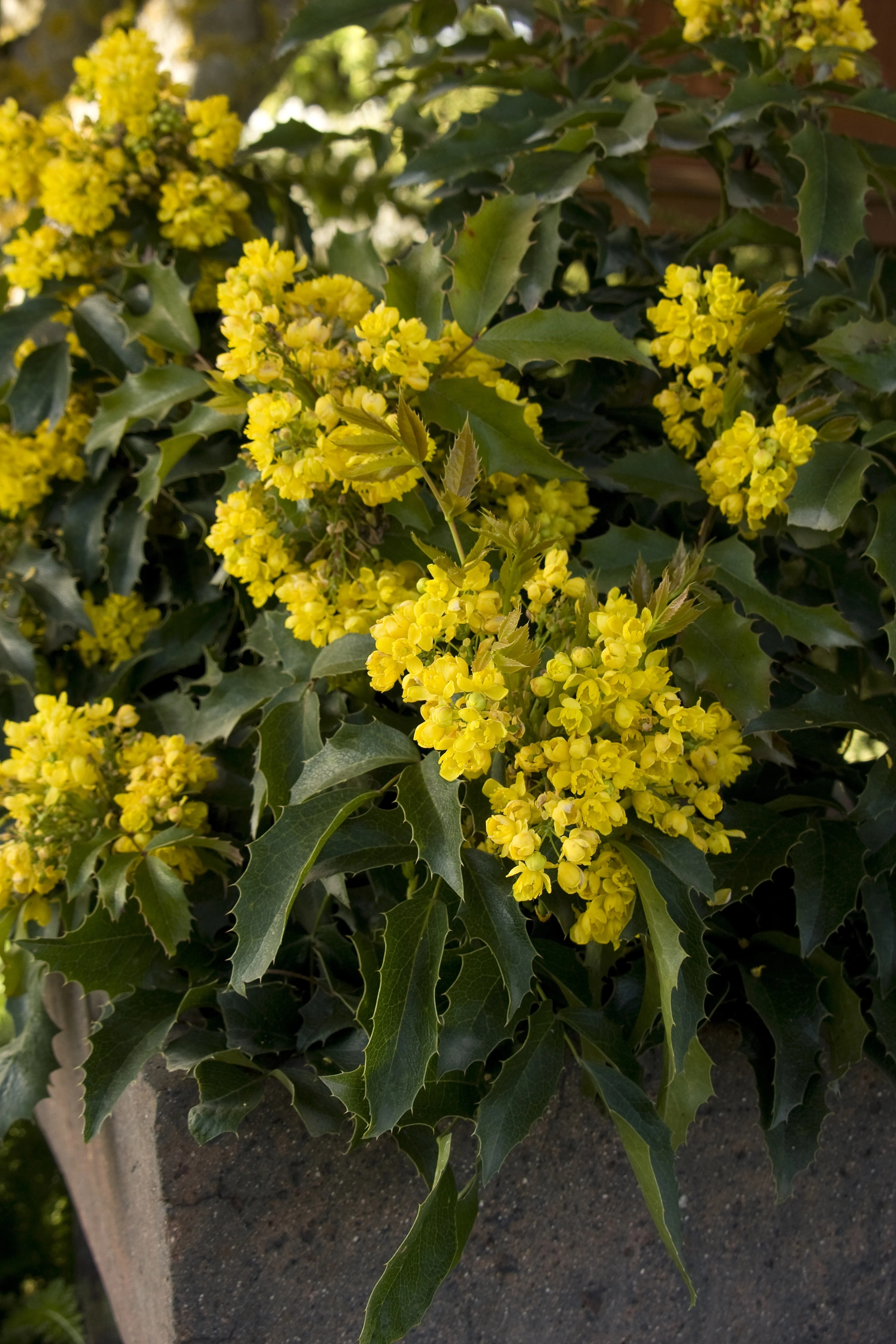 Compact Oregon Grape 6 Compact Oregon Grape