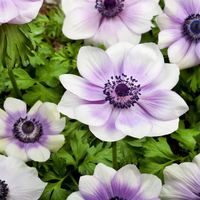 Harmony Pearl Anemone