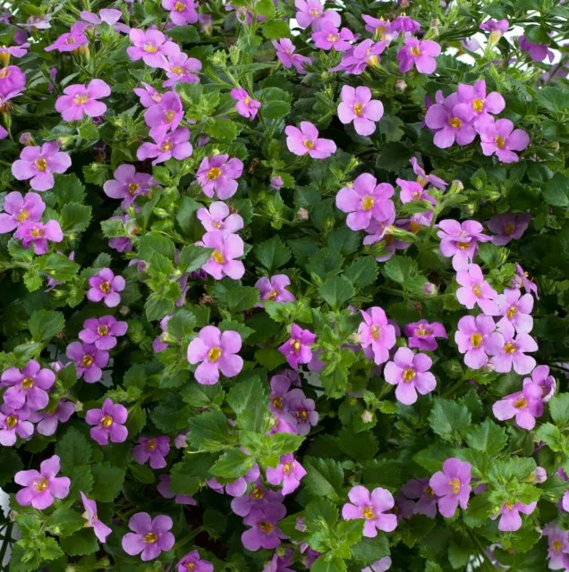 Scopia® Great Bacopa