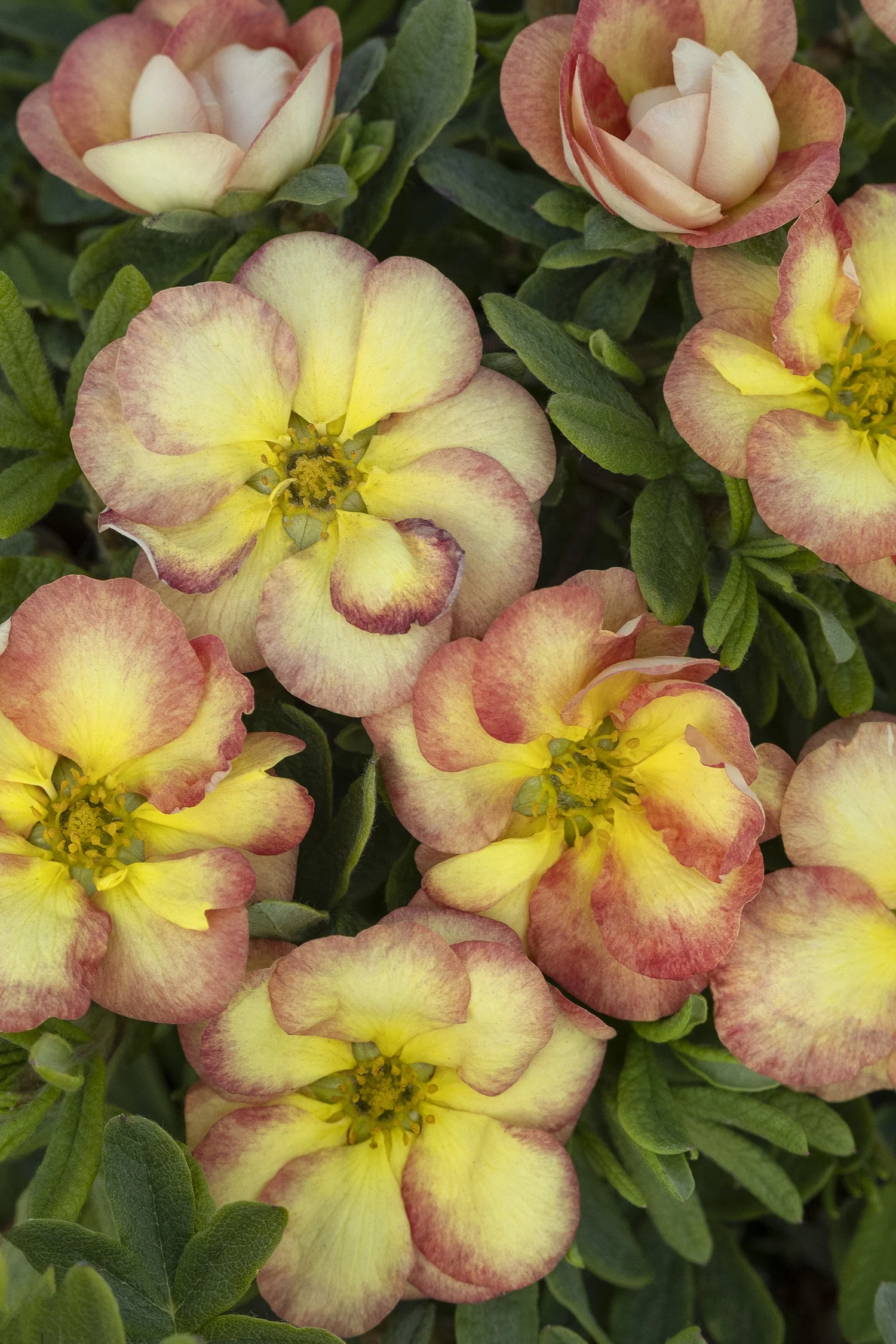 Gingersnap™ Potentilla
