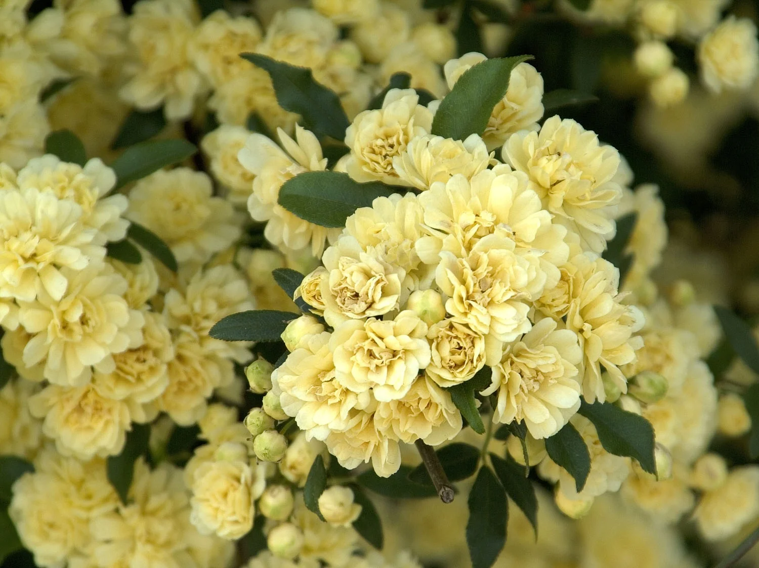 Yellow Lady Banks Climbing Rose 5 Yellow Lady Banks Climbing Rose