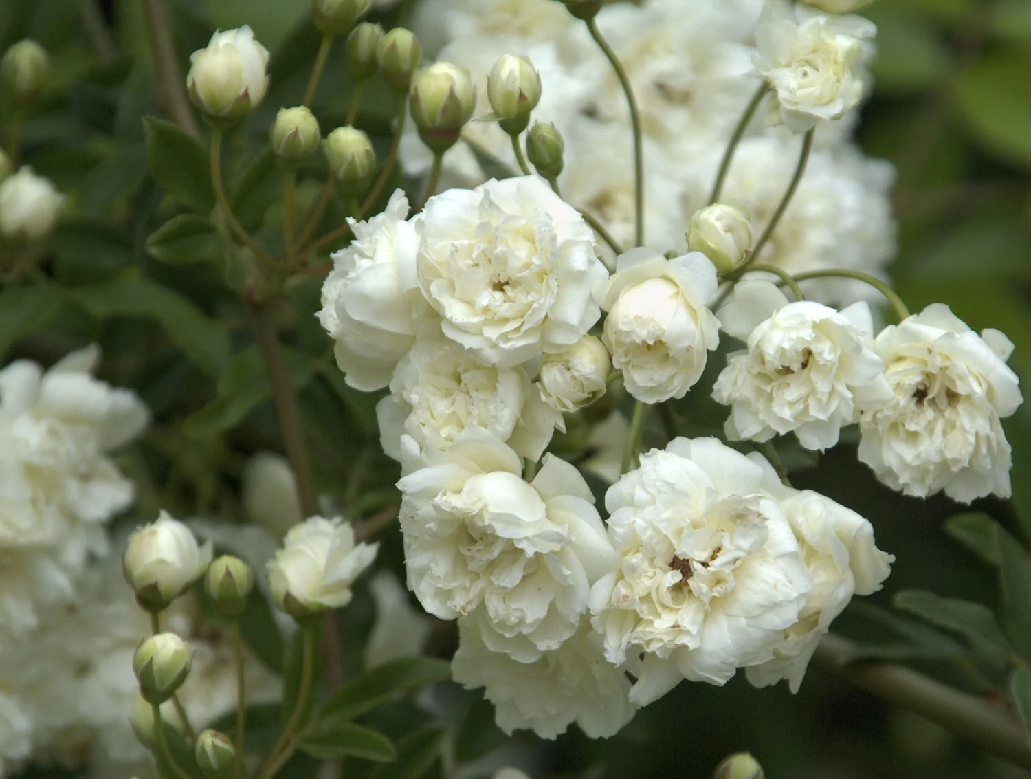 White Lady Banks Climbing Rose 1 White Lady Banks Climbing Rose