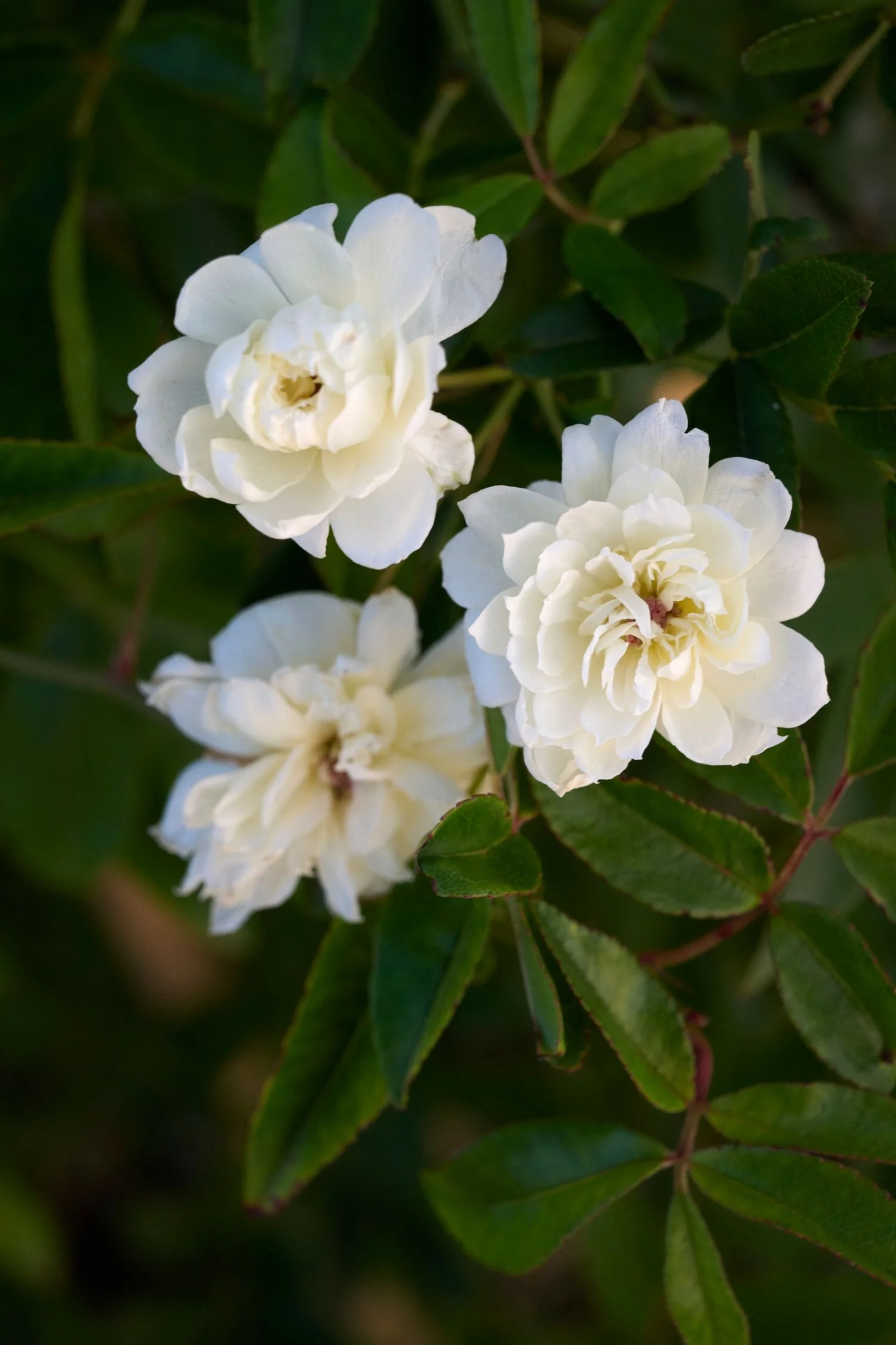 White Lady Banks Climbing Rose 2 White Lady Banks Climbing Rose