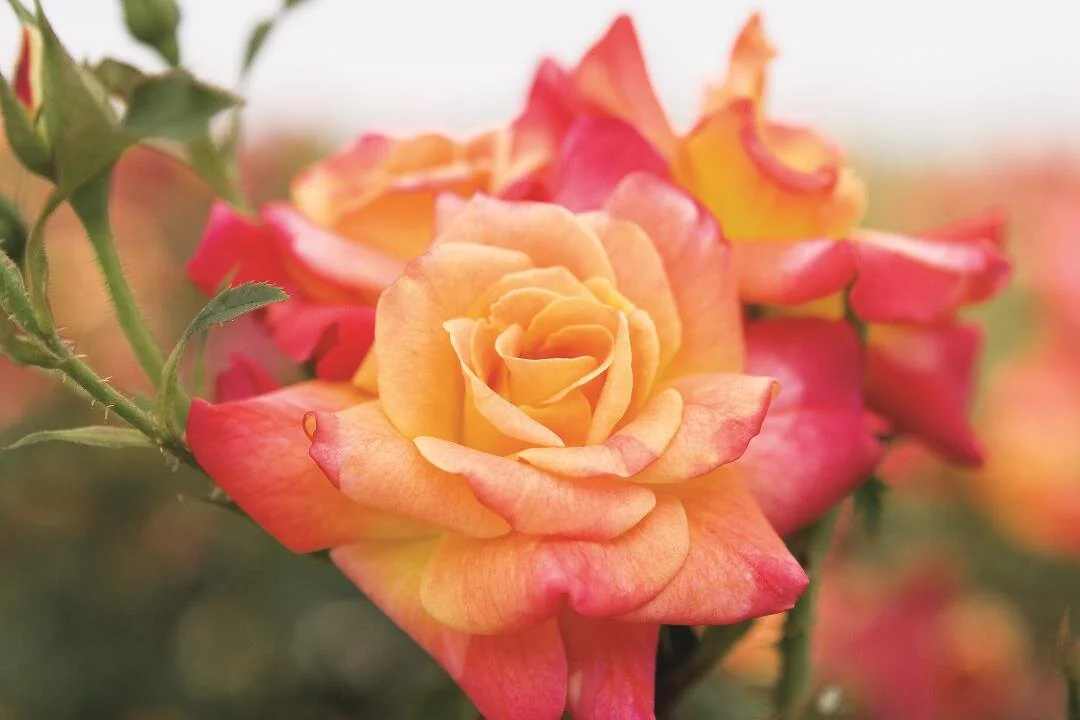 Joseph's Coat Climbing Rose 11 Joseph's Coat Climbing Rose