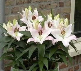 Lily Looks™ Sunny Borneo Oriental Lily 1 Lily Looks™ Sunny Borneo Oriental Lily