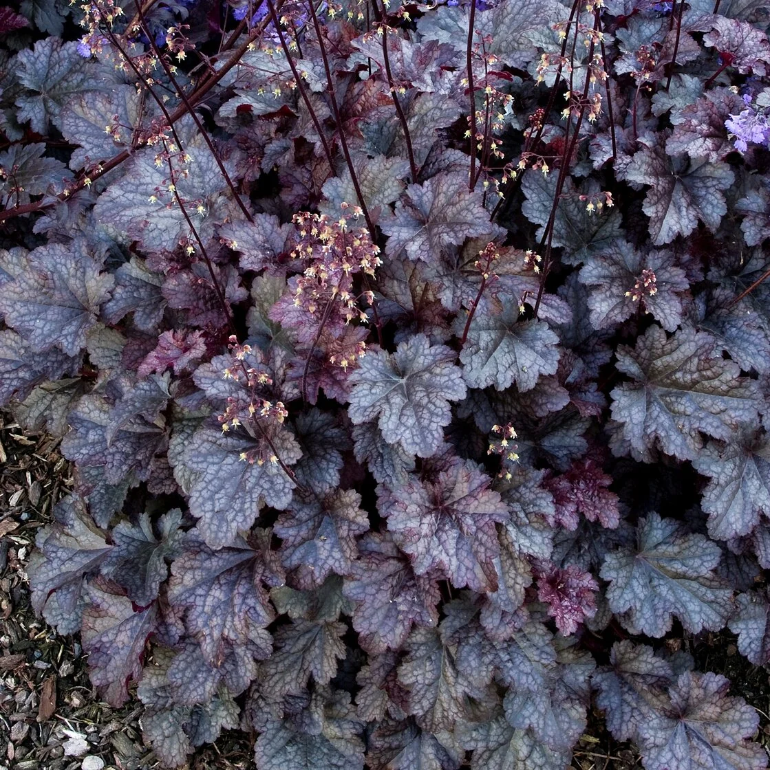 Plum Pudding Heuchera