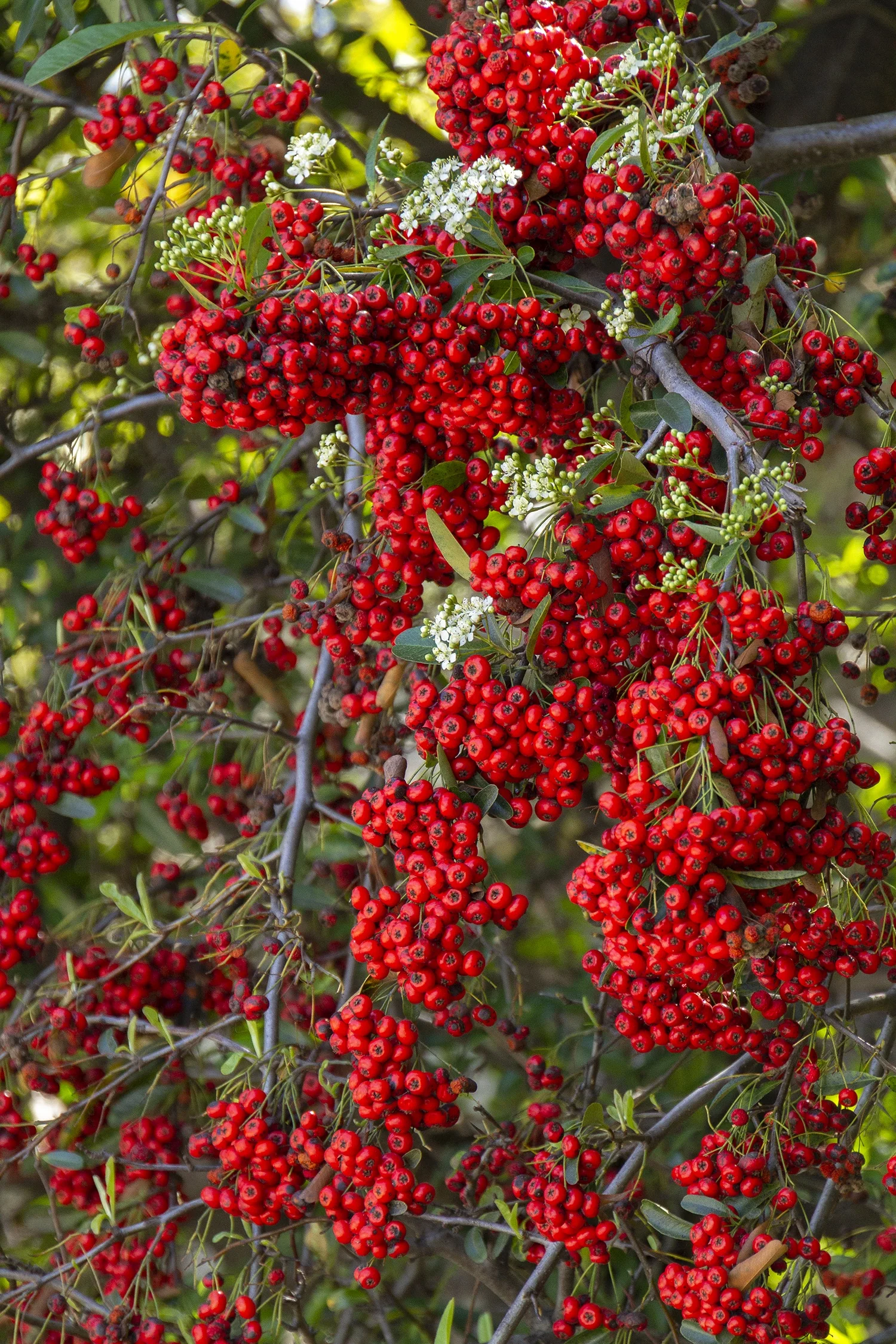 Victory Pyracantha 7 Victory Pyracantha