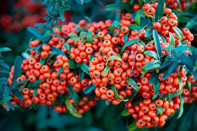 Mohave Pyracantha 3 Mohave Pyracantha