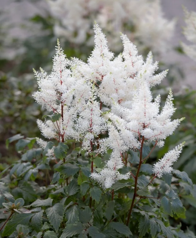 Rock & Roll® Astilbe 2 Rock & Roll® Astilbe