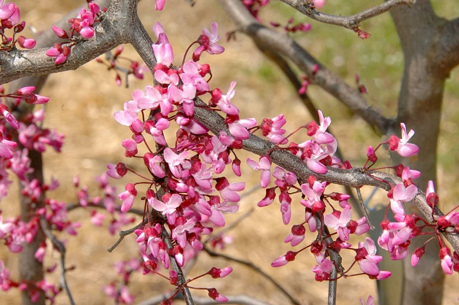 Ruby Falls Weeping Redbud 2 Ruby Falls Weeping Redbud