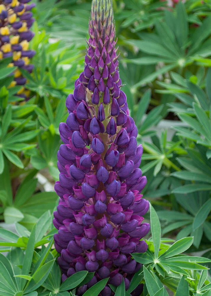 Staircase™ Blue Lupine