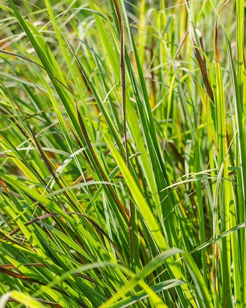 Lemongrass 1 Lemongrass