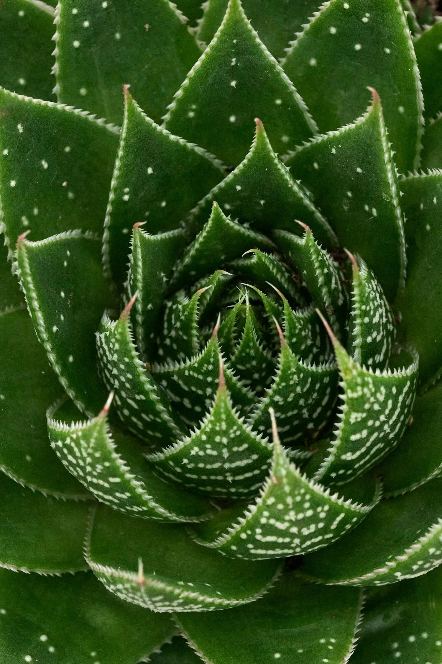 Ami Lace Aloe 2 Ami Lace Aloe
