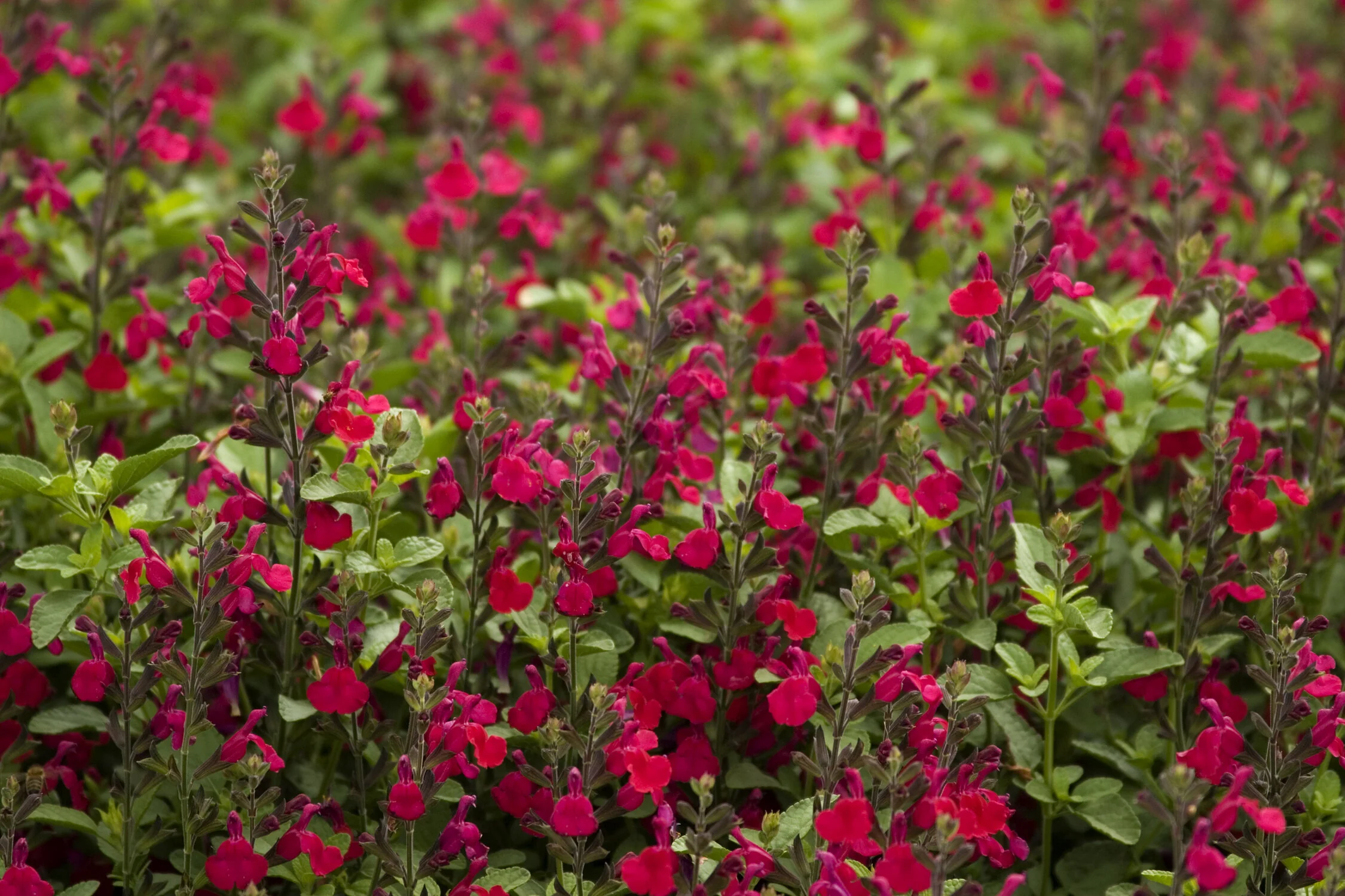 Heatwave™ Blaze Sage 39 Heatwave™ Blaze Sage