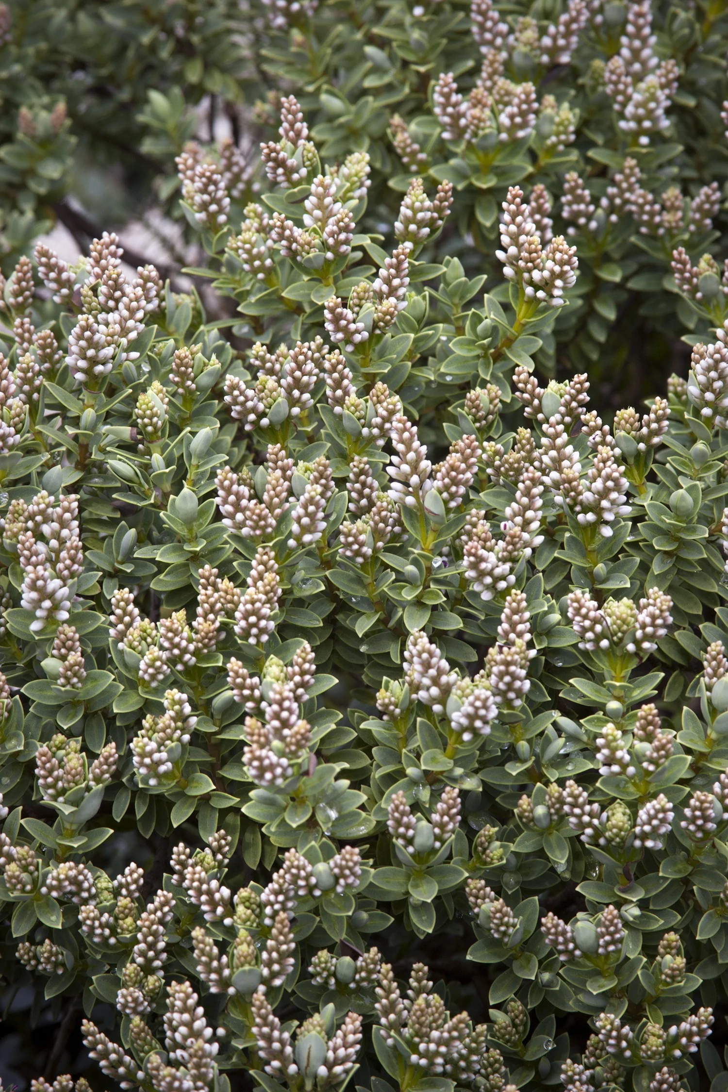 Sutherland Hebe 3 Sutherland Hebe