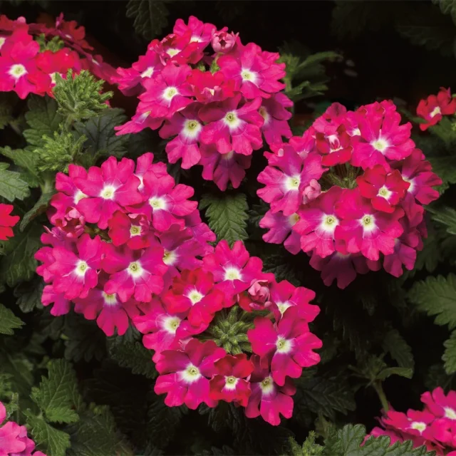 Lanai® Upright Verbena 1 Lanai® Upright Verbena