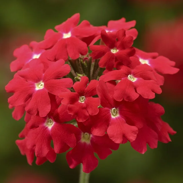 Lanai® Upright Verbena 10 Lanai® Upright Verbena