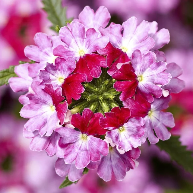 Lanai® Upright Verbena 11 Lanai® Upright Verbena