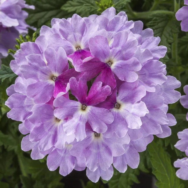 Lanai® Upright Verbena 12 Lanai® Upright Verbena