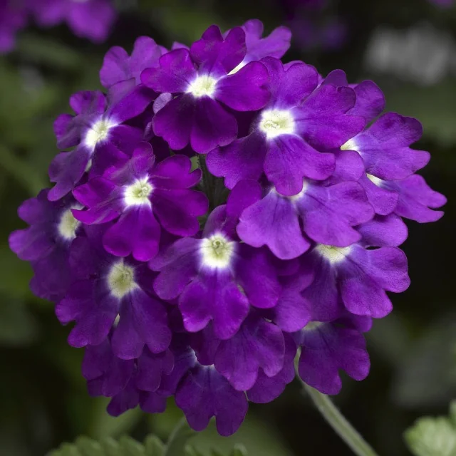 Lanai® Upright Verbena 13 Lanai® Upright Verbena