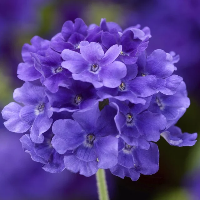 Lanai® Upright Verbena 14 Lanai® Upright Verbena
