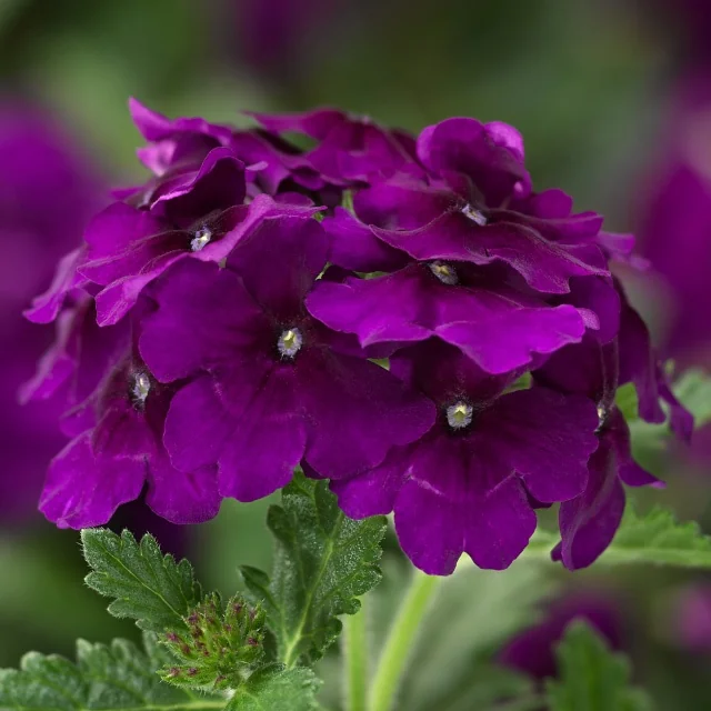 Lanai® Upright Verbena 15 Lanai® Upright Verbena