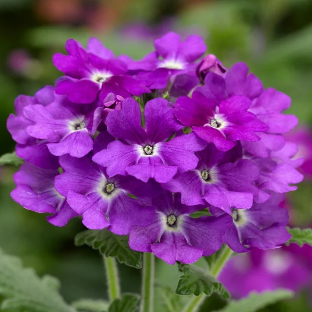 Lanai® Upright Verbena 16 Lanai® Upright Verbena