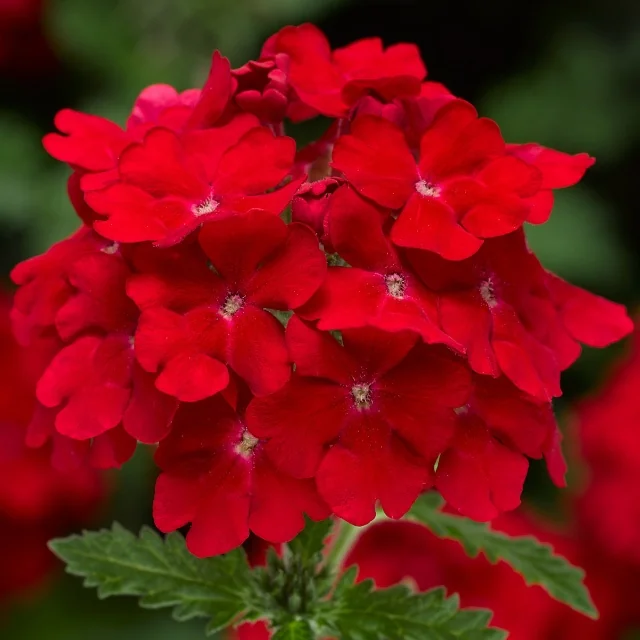 Lanai® Upright Verbena 17 Lanai® Upright Verbena