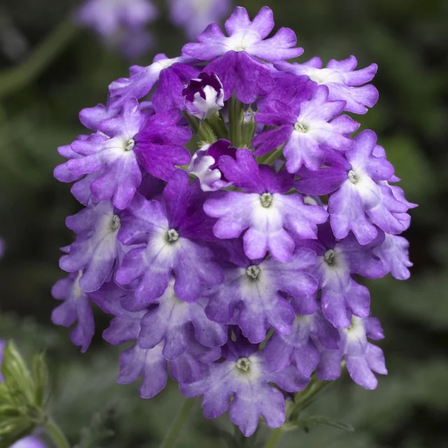 Lanai® Upright Verbena 18 Lanai® Upright Verbena