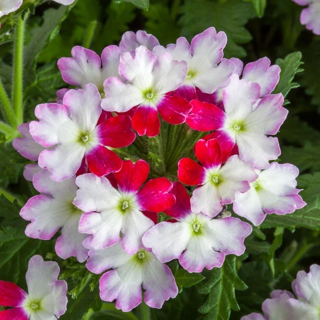 Lanai® Upright Verbena 19 Lanai® Upright Verbena