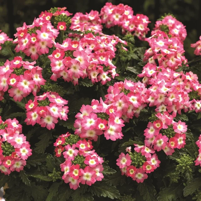 Lanai® Upright Verbena 2 Lanai® Upright Verbena