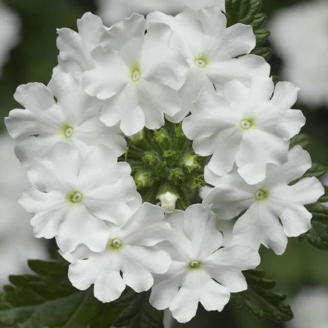 Lanai® Upright Verbena 3 Lanai® Upright Verbena
