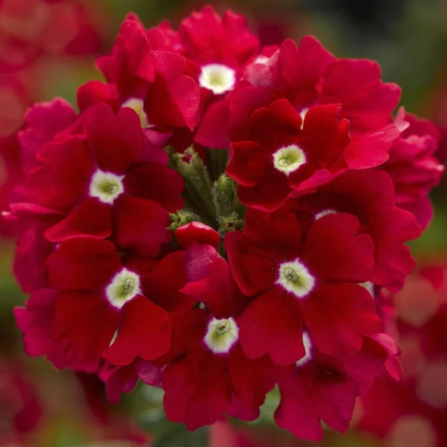 Lanai® Upright Verbena 4 Lanai® Upright Verbena