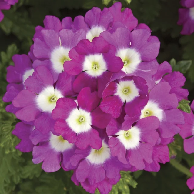 Lanai® Upright Verbena 5 Lanai® Upright Verbena