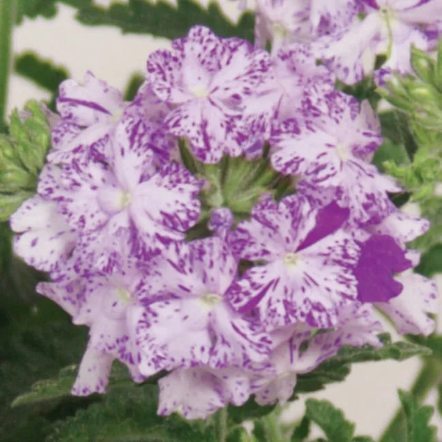 Lanai® Upright Verbena 8 Lanai® Upright Verbena