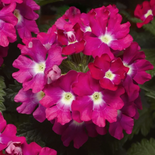 Lanai® Upright Verbena 9 Lanai® Upright Verbena