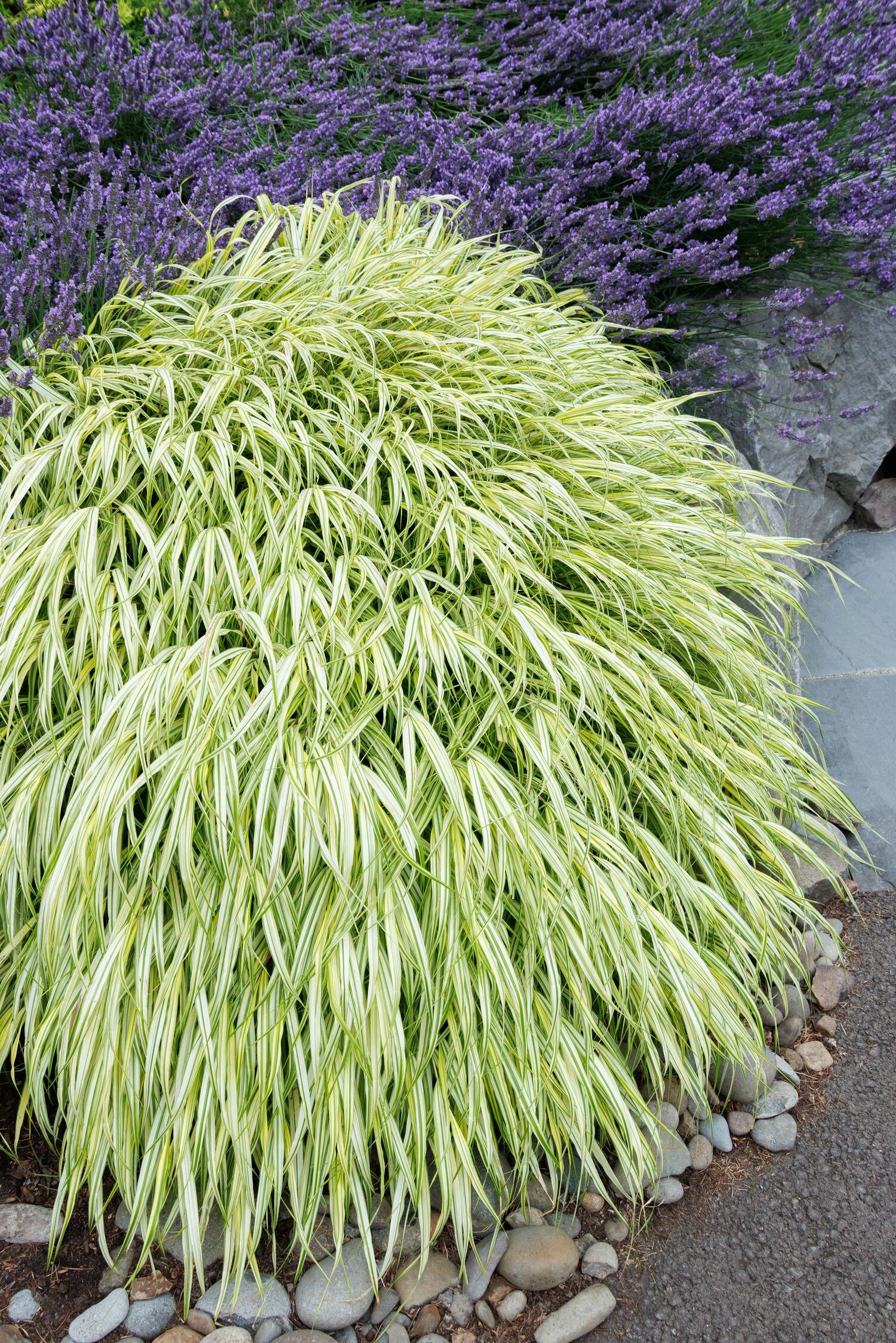 Golden Japanese Forest Grass