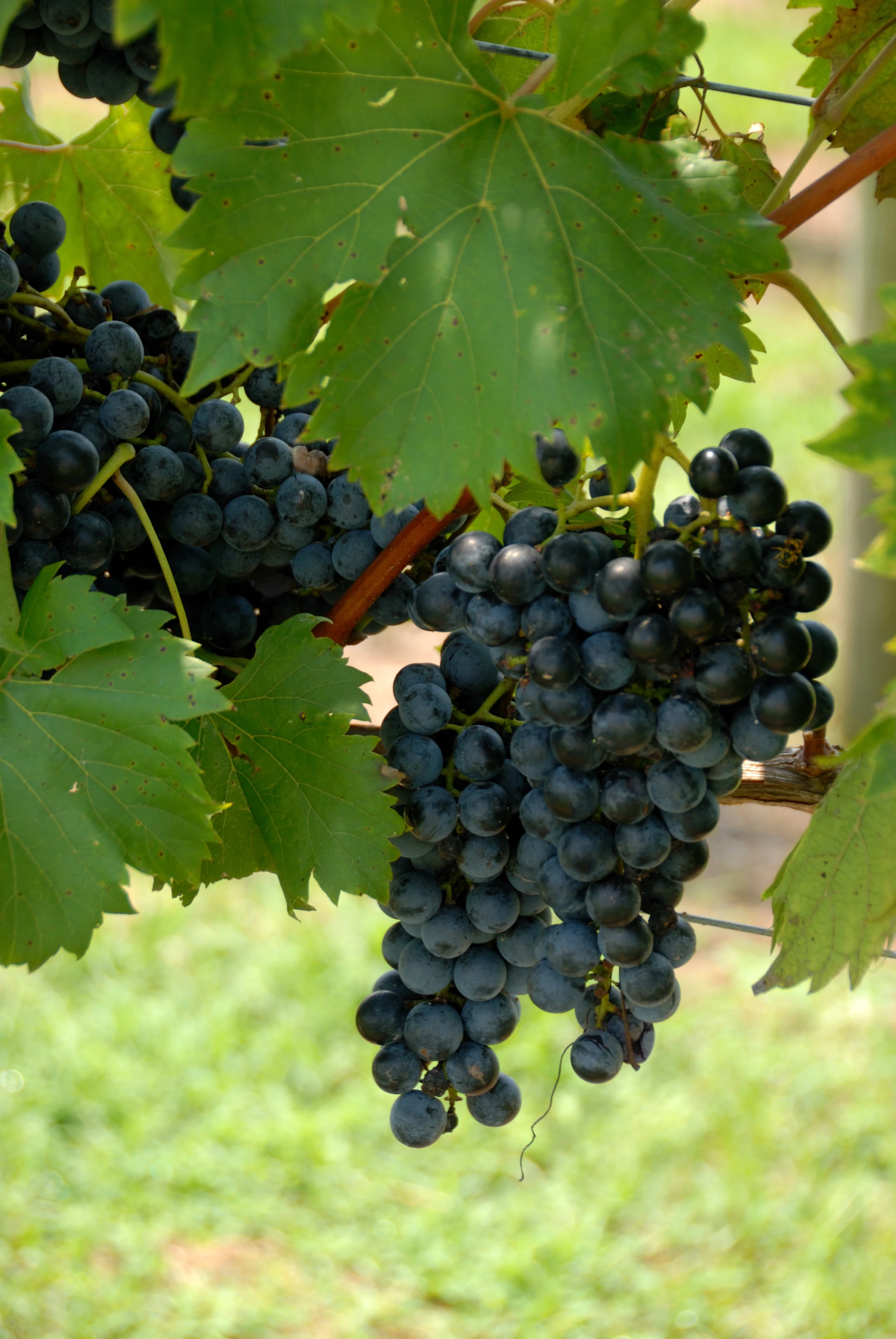 Pinot Noir Grape